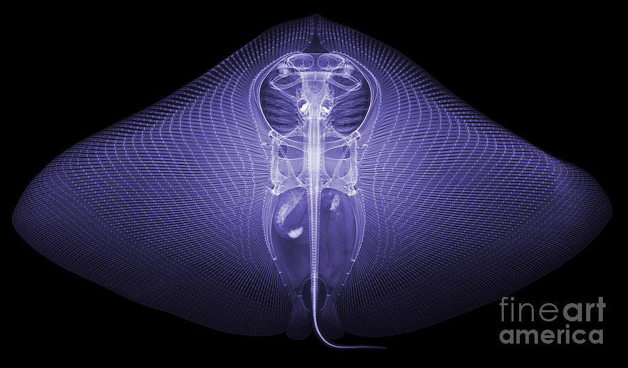 Smooth Butterfly Ray, X-ray Photograph by Ted Kinsman