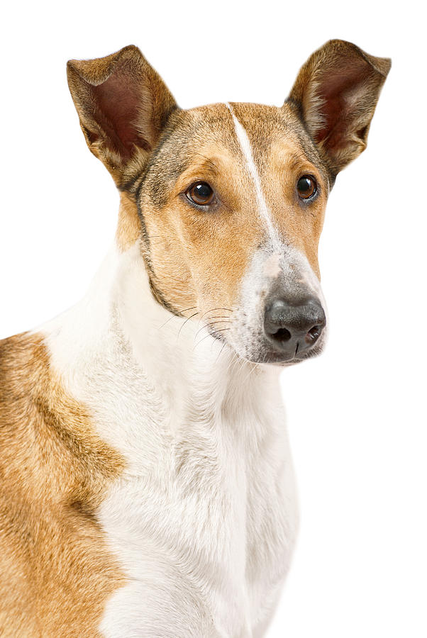 Smooth Collie isolated portrait Photograph by Martin Capek