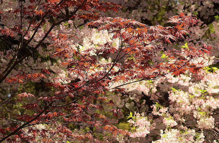 Smooth Japanese Maple Photograph by Viktor Savchenko