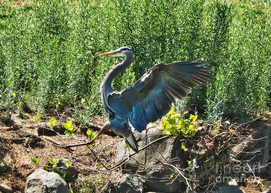 Heron Photograph - Smooth Landing - Great Blue Heron by Carol Groenen