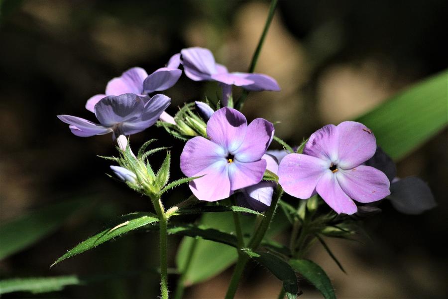 Smooth Phlox Wildflowers Photograph by Sheila Brown