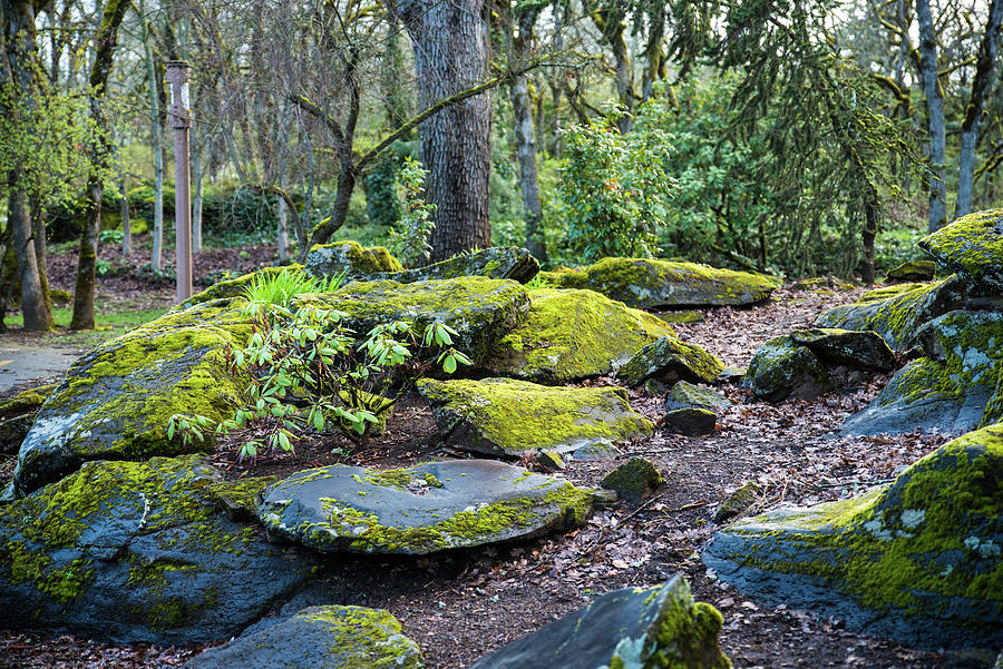 Smooth Rocks and Moss Photograph by Tom Cochran