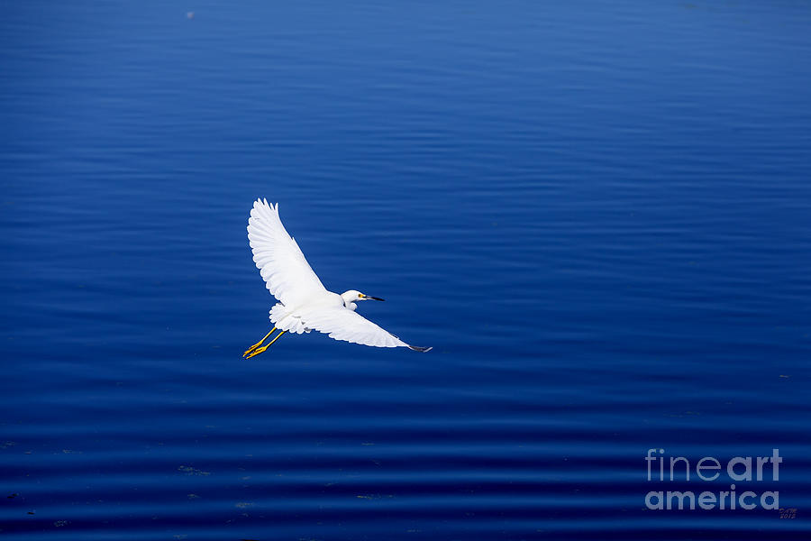 Bird Photograph - Smooth Sailing by David Millenheft