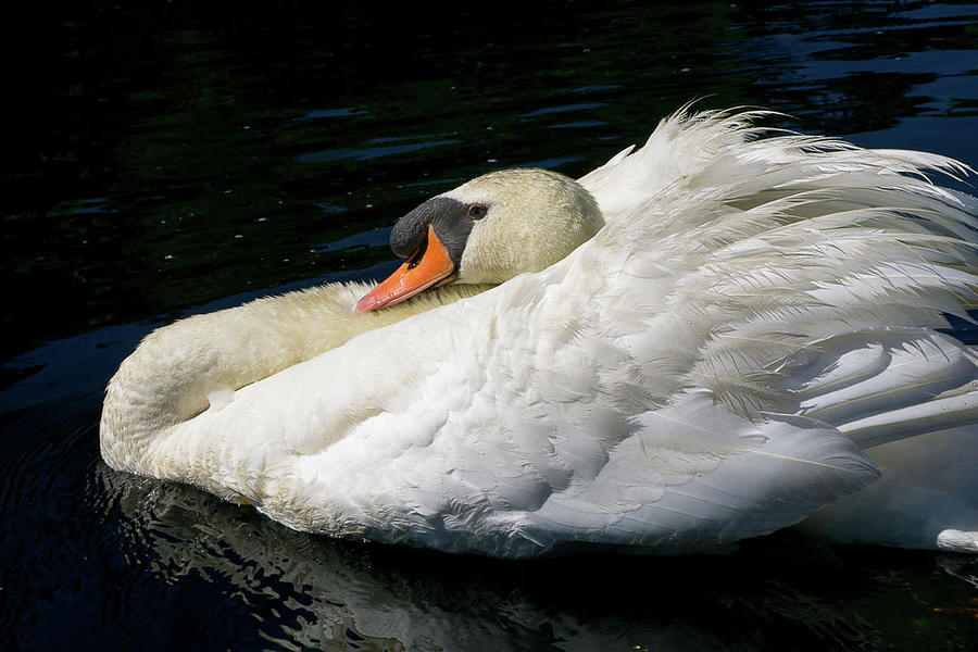 Smooth Swan Photograph by Linda Howes