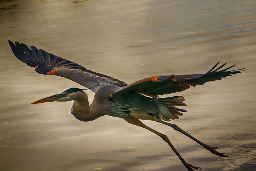 Nature Photograph - Smooth Takeoff by Don Columbus