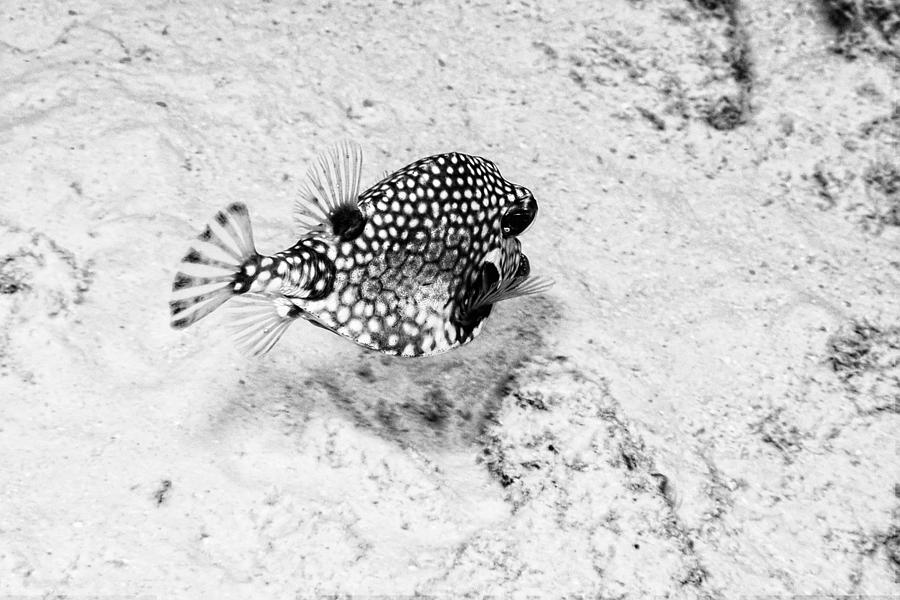 Smooth Trunkfish Photograph by Perla Copernik