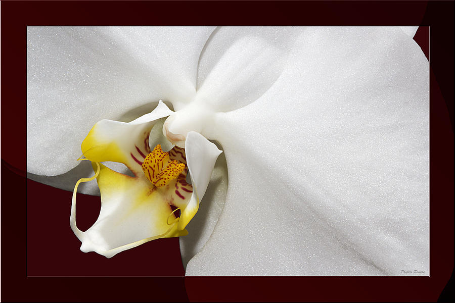 Smooth White Orchid Photograph by Phyllis Denton