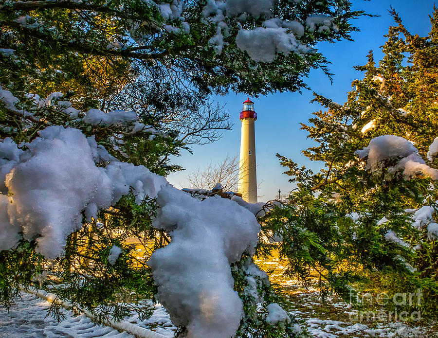 Snowy Trees at Cape May Light Photograph by Nick Zelinsky Jr