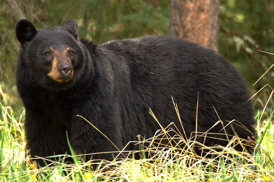 Smug Black Bear Photograph by Adam Jewell