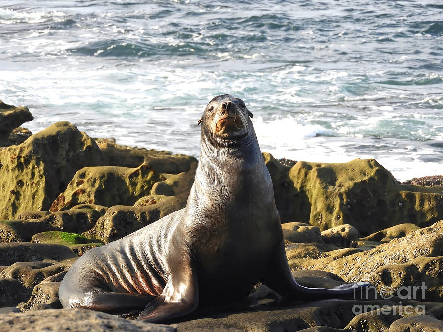 Smug Sea Lion Photograph by Beth Myer Photography