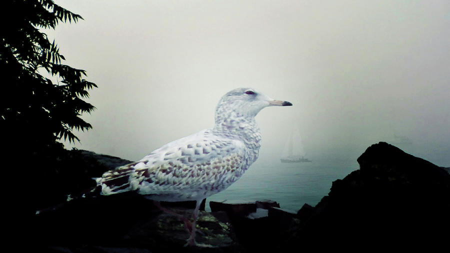 Smug Seagull From Maine U.s.a. Photograph