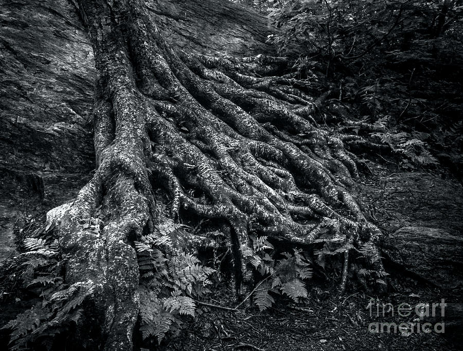 Smugglers Notch Vermont Trees and Roots 1 Photograph by James Aiken