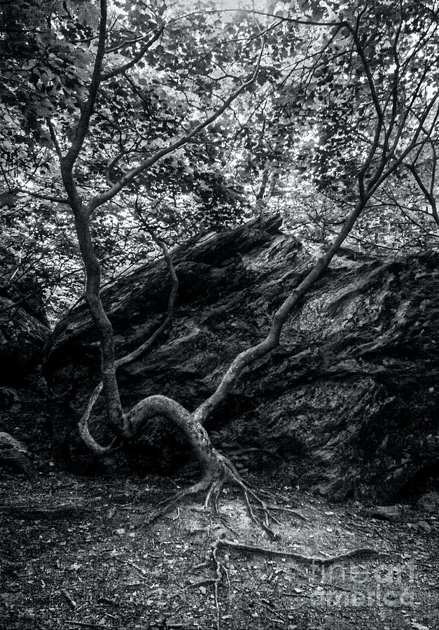 Smugglers Notch Vermont Trees and Roots 4 Photograph by James Aiken