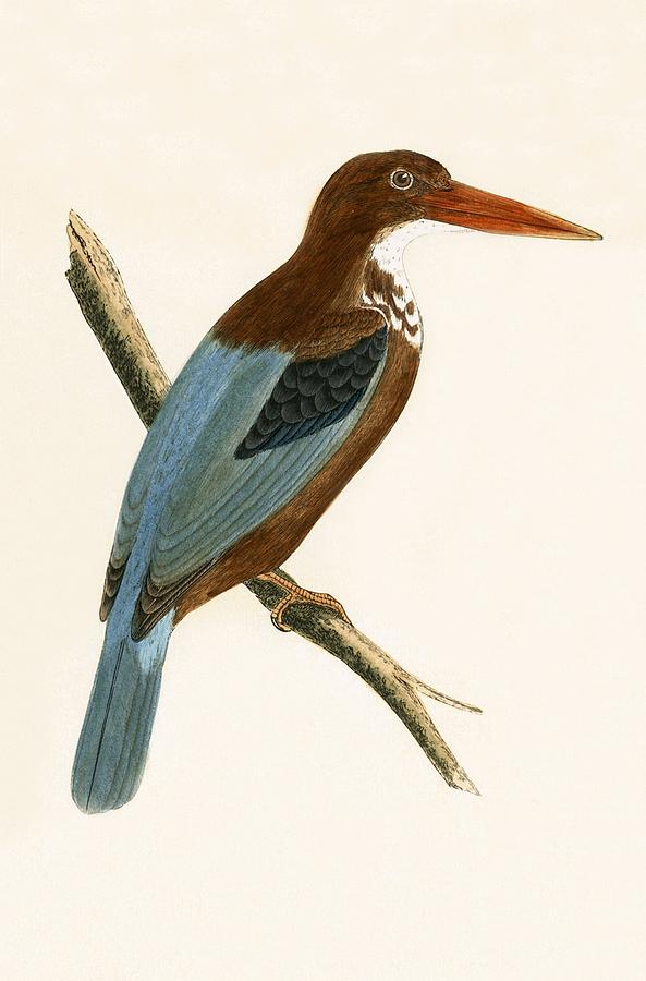 Smyrna Kingfisher Painting by English School