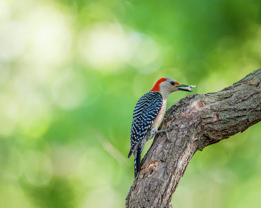 Red Belly Woodpecker Photograph