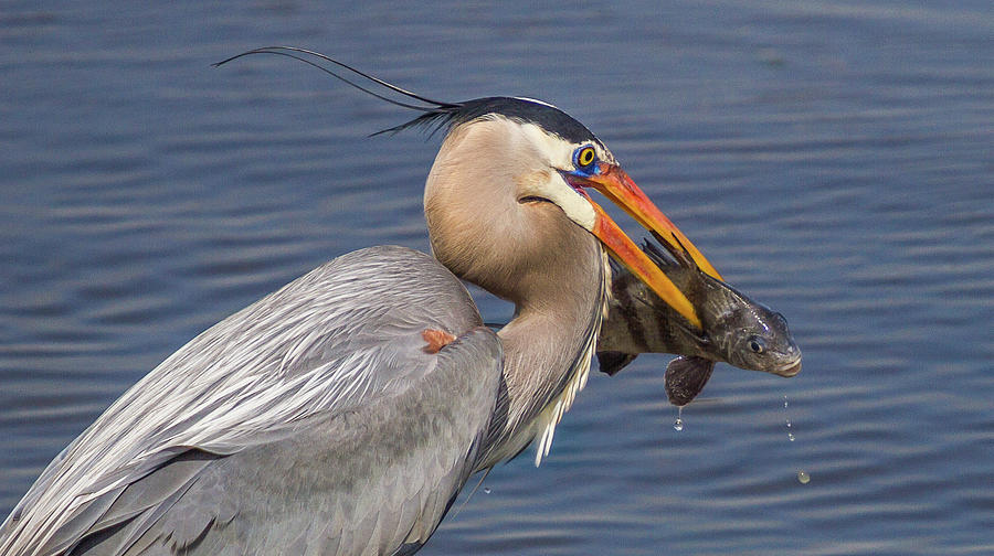 Snack Time Photograph by Charles Lawhon - Fine Art America