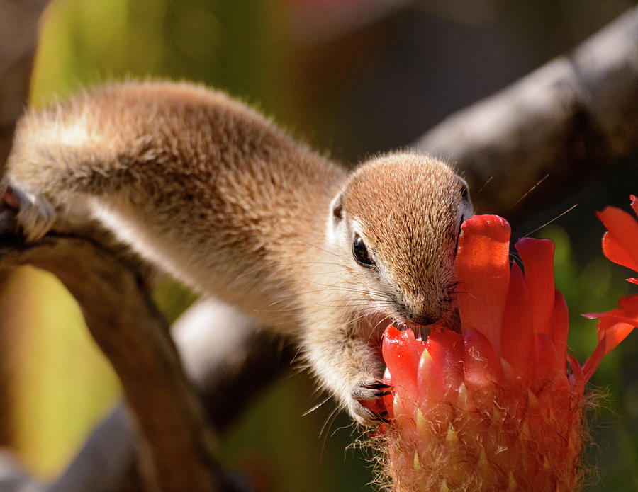 Cactus Photograph - Snack Time by Emily Bristor