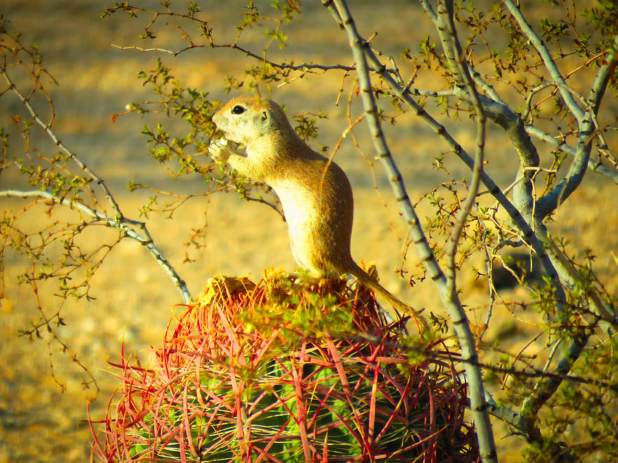 Critter on a Cactus Photograph by Judy Kennedy