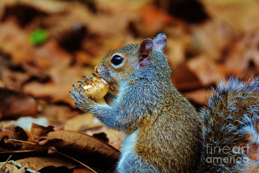 Snack Time Photograph by Julie Adair