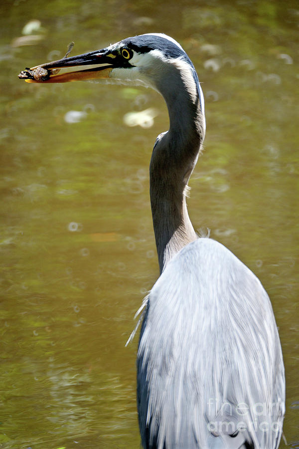 Great Blue Heron Photograph - Snack Time by Terry Elniski