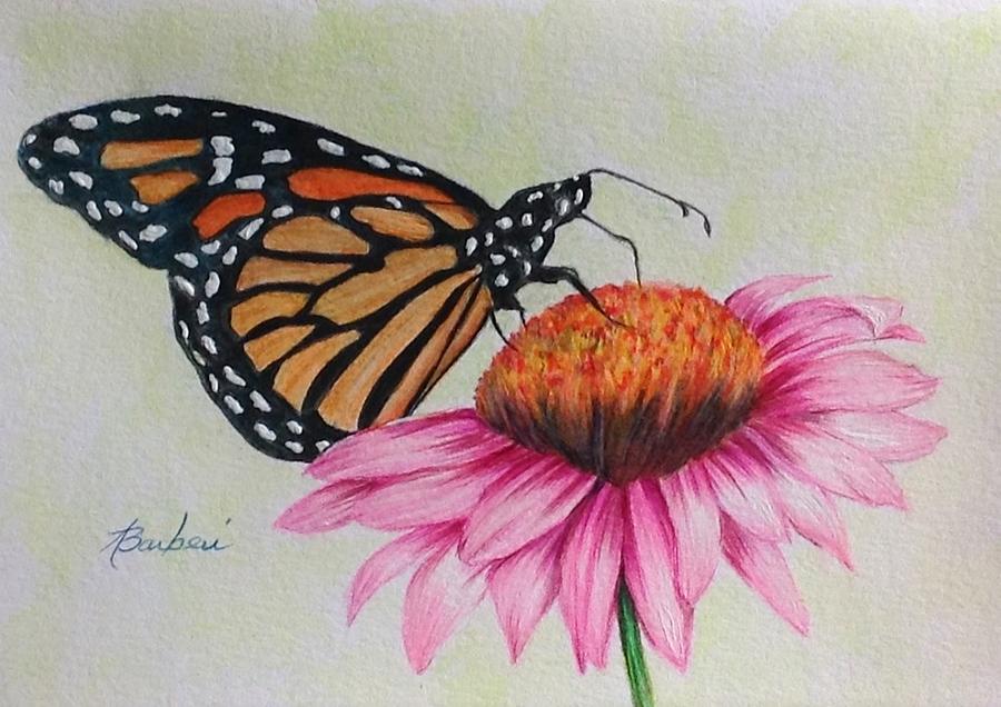 Monarch Butterfly Drawing - Snacking by Anne Barberi