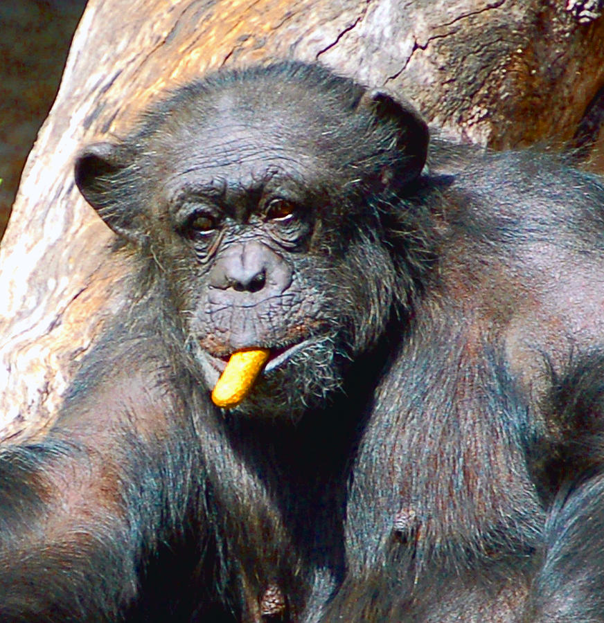 Snacking Chimpanzee II Photograph by Donna Proctor Snacking Chimpanzee II Photograph by Donna Proctor
