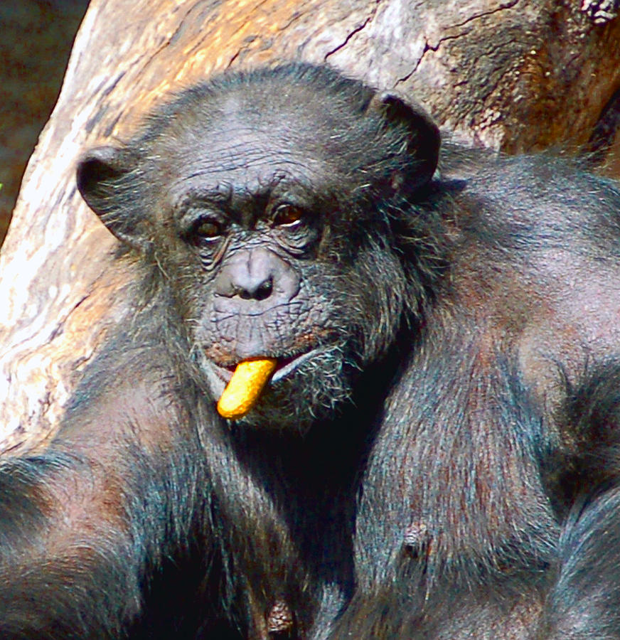 Snacking Chimpanzee II Photograph by Donna Proctor