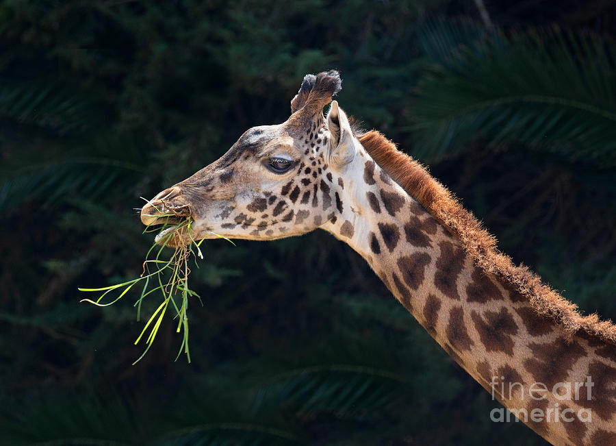 Snacking Giraffe Photograph by Mimi Ditchie