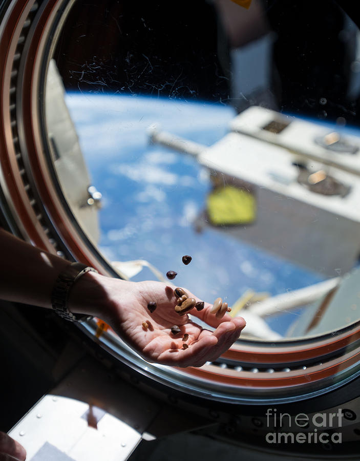 Space Photograph - Snacking In Space by Science Source