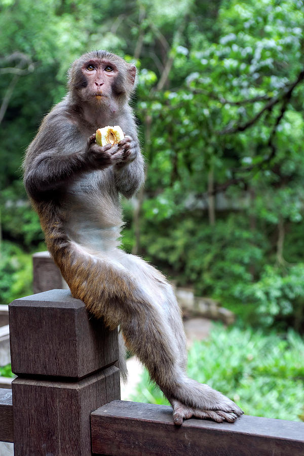 Snacking Macaque Photograph by Rick Shea