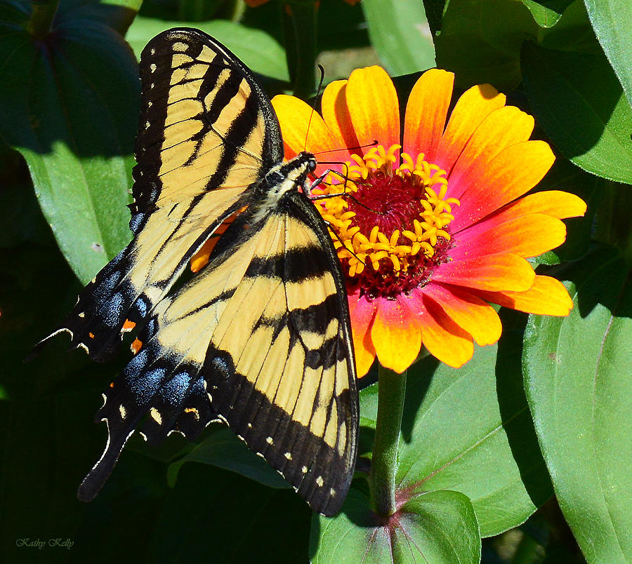 Snacking Tiger Swallowtail Butterfly Photograph by Kathy Kelly