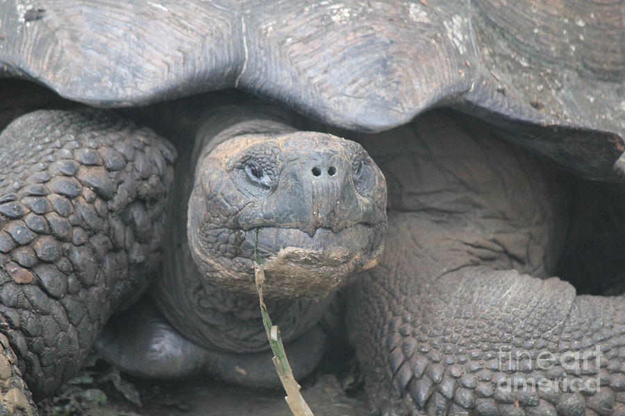 Snacktime for a Galapagos Tortoise Photograph by Maxine Kamin