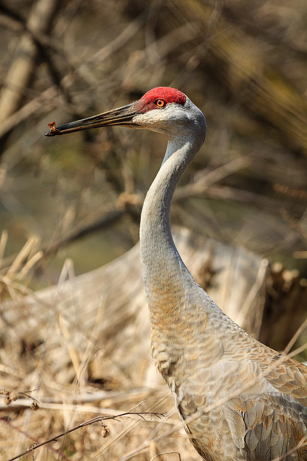 Sandhill Crane At Nelson Lake Photograph By Joni Eskridge - Fine Art 