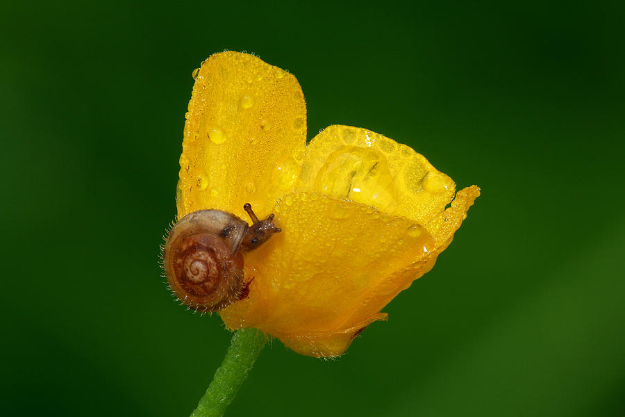 Flowers Still Life Photograph - Snail 2 by Yuri Peress