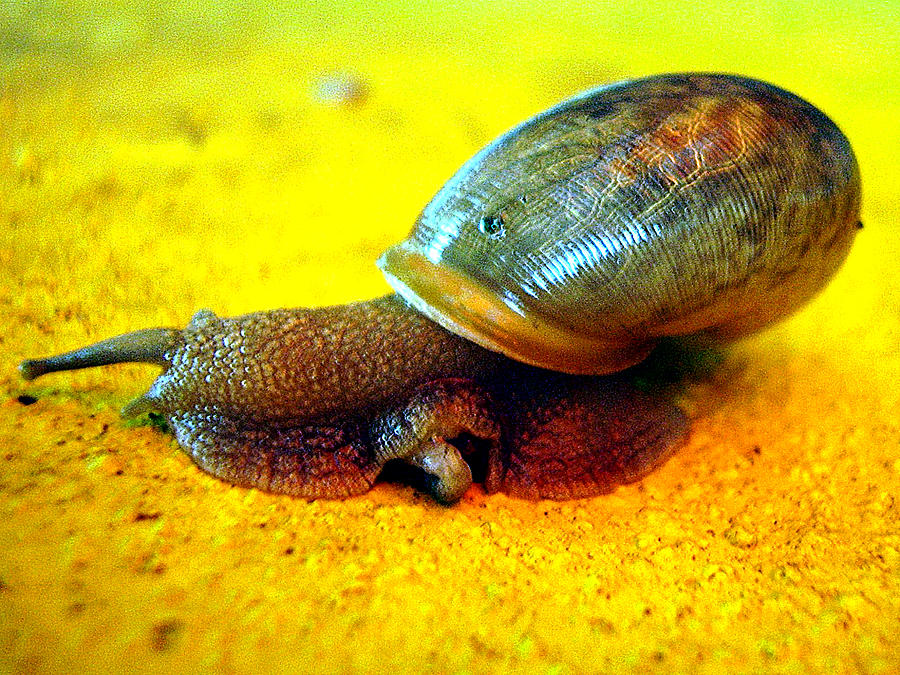 Snail A Photograph by Christopher Mercer