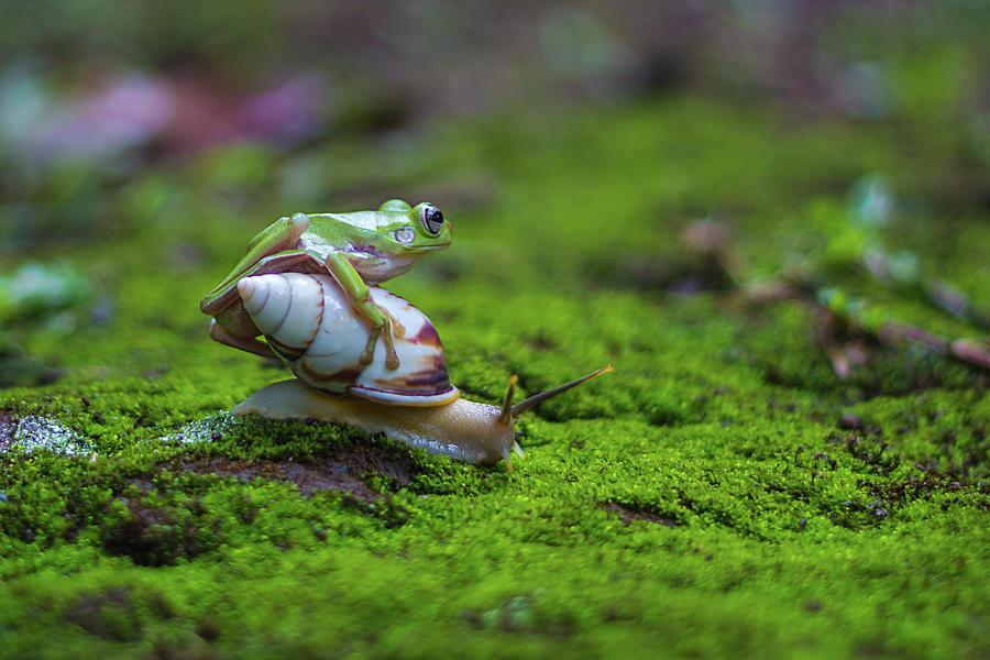 Snail And Frog Photograph by Roni Kurniawan | Fine Art America