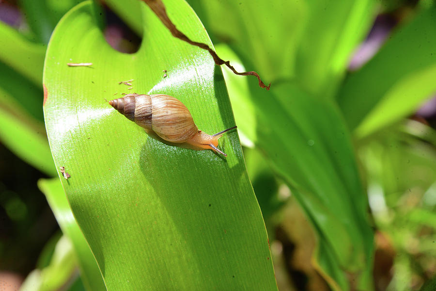 Snail and landscape Photograph by David Lee Thompson