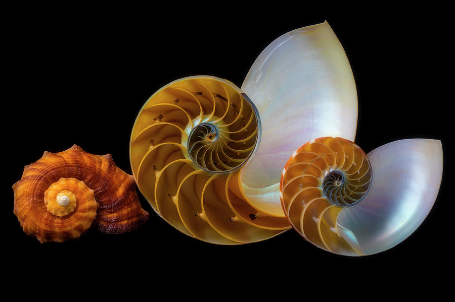 Snail And Nautilus Shells Photograph by Garry Gay