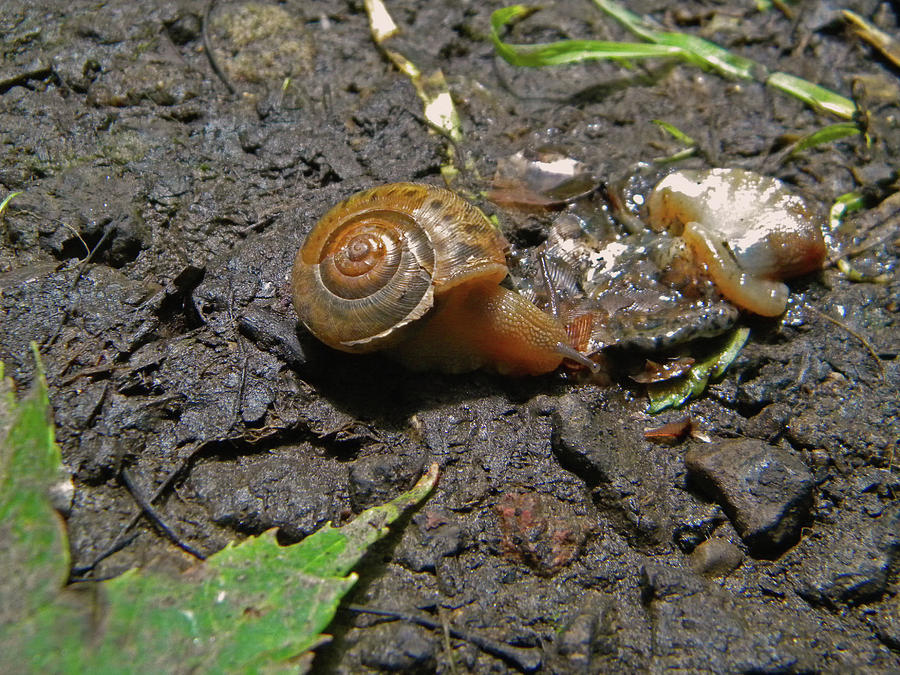 Snail And Slime Photograph