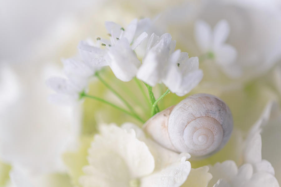 Snail and white flowers 2 Photograph by Giovanni Allievi