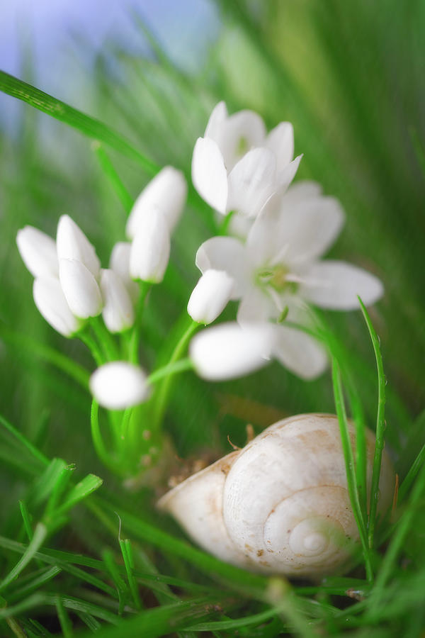 Snail and white flowers Photograph by Giovanni Allievi
