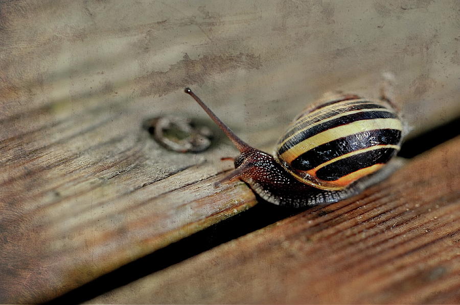 Snail Photograph by Andrea Kollo