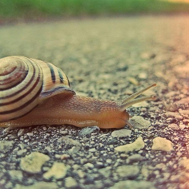 Summer Photograph - #snail #animal #summer by Clarese Greig