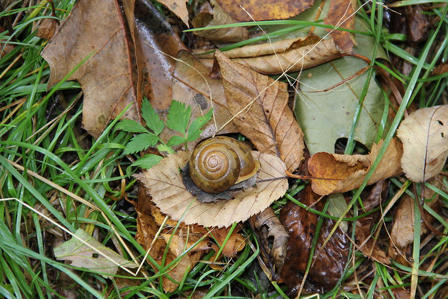 Snail at Home Photograph by Allen Nice-Webb