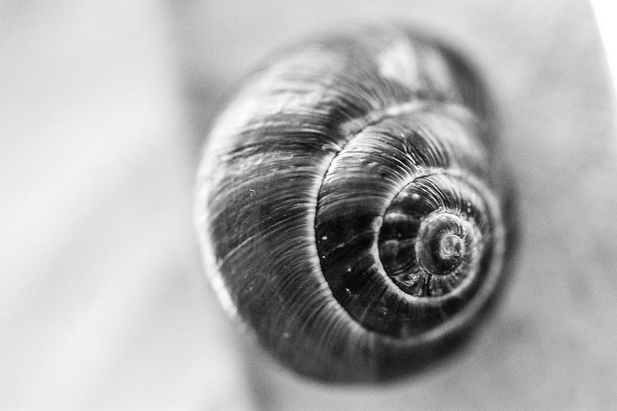 Snail Black And White Photograph