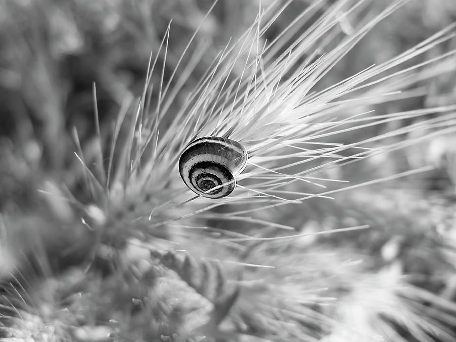Snail, Black And White Photograph