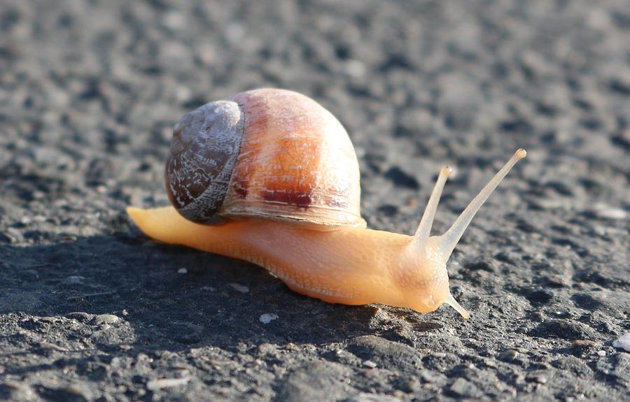 Snail  Photograph by Christy Pooschke