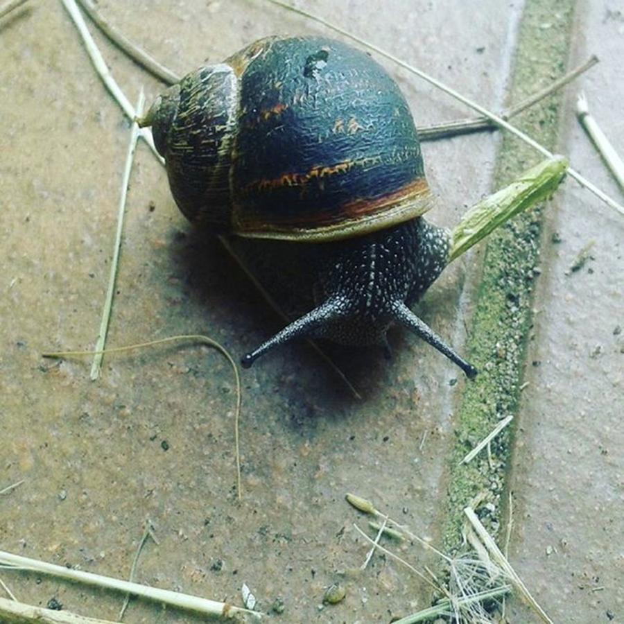Snail Close Up Photograph by Lisa Bird