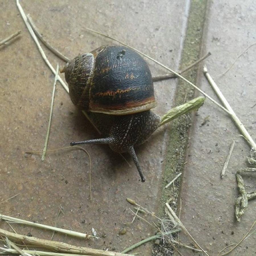 Nature Photograph - Snail Close Up #snail  #one  #nature by Lisa Bird