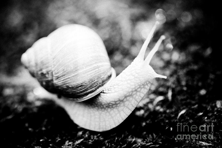 Snail crawling on the stone Artmif Photograph by Raimond Klavins